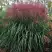 Мискантус МАЛЕПАРТУС китайский  в Речице