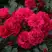 Роза РАДОСТЬ САДОВНИКА (ГАРТЕН ФРОЙДЕ) почвопокровная в Речице