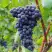 Виноград МУКУЗАНИ в Речице