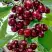 Черешня ХЕЛЕНА колоновидная в Речице