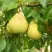Груша ВЕЛИКАЯ ЛЕТНЯЯ (БОЛЬШАЯ ЛЕТНЯЯ) в Речице