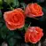 Роза ОРАНЖ ДЖЕВЕЛ миниатюрная в Речице
