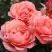 Роза КОРАЛ ЛИОНС РОУЗ флорибунда в Речице