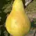 Груша КОНКОРД в Речице