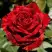 Роза РЕД ИНТУИШН чайно-гибридная в Речице