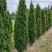 Туя ДЕГРУТ СПАЙР западная в Речице