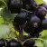 Смородина чёрная НЕСТЕР КОЗИН в Речице