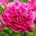 Пион НОЧНЫЕ ГРЕЗЫ древовидный в Речице