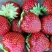 Клубника МАЛЬВИНА в Речице
