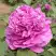 Пион ОРНАМЕНТ древовидный в Речице