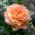 Роза ЭЛЬДОРАДО чайно-гибридная в Речице