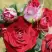 Роза РУБИ СТАР спрей в Речице