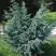 Можжевельник БЛЮ АЛЬПС китайский  в Речице