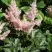 Астильба СЕСТРА ТЕРЕЗА Арендса в Речице
