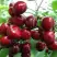 Черешня ГРОНКАВАЯ в Речице