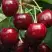 Черешня ГРОНКАВАЯ в Речице
