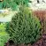 Ель КОМПАКТА обыкновенная в Речице