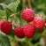 Малина ЗЕВА ХЕРБСТЕРНТ в Речице