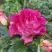 Роза БРЕРА флорибунда в Речице