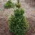 Ель ВИЛС ЦВЕРГ обыкновенная в Речице