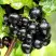 Смородина чёрная БЕЛОРУССКАЯ СЛАДКАЯ в Речице