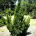 Можжевельник КАЙЗУКА китайский в Речице