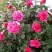 Роза МАЛИНОВЫЙ ЗВОН чайно-гибридная в Речице