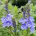 Вероника РОЯЛ БЛЮ большая в Речице