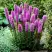 Лиатрис РОЗЕА колосковая в Речице