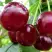 Вишня ГРИОТ БЕЛОРУССКИЙ в Речице