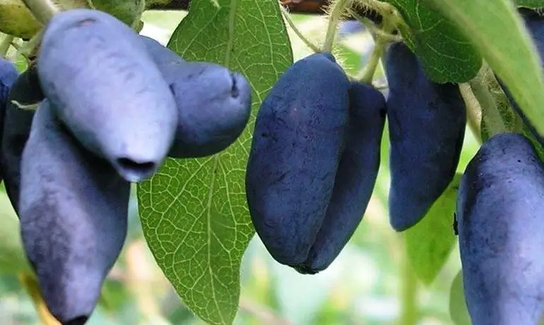 Жимолость съедобная