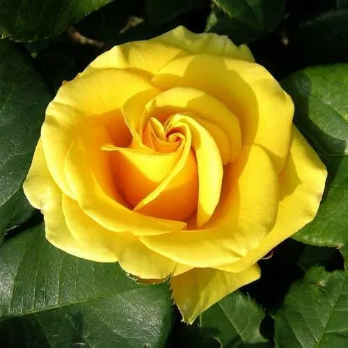 Роза ПАПИЛОН чайно-гибридная в Речице