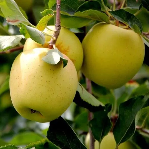 Яблоня ГОЛДЕН ВЛАДИМИРСКИЙ в Речице