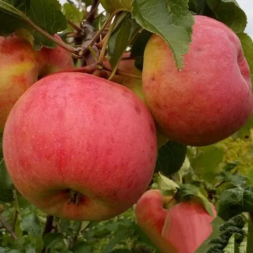 Яблоня БОЛОТОВСКОЕ в Речице