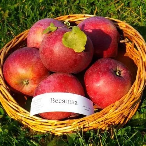 Яблоня ВЕСЯЛИНА в Речице