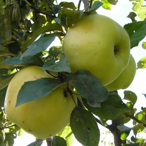 Яблоня АНТОНОВКА ОБЫКНОВЕННАЯ в Речице