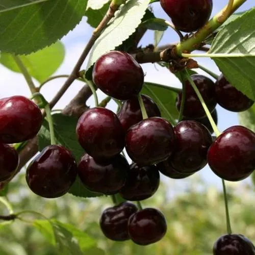 Вишня СВЕРДЛОВЧАНКА степная в Речице