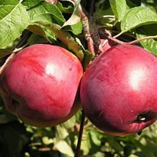 Яблоня ДАРУНАК в Речице