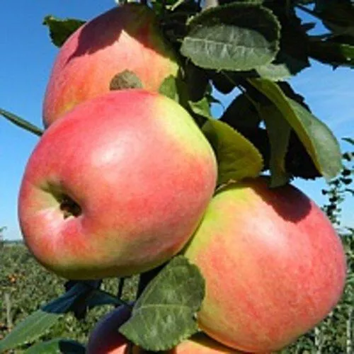 Яблоня БРЯНСКОЕ РОЗОВОЕ в Речице