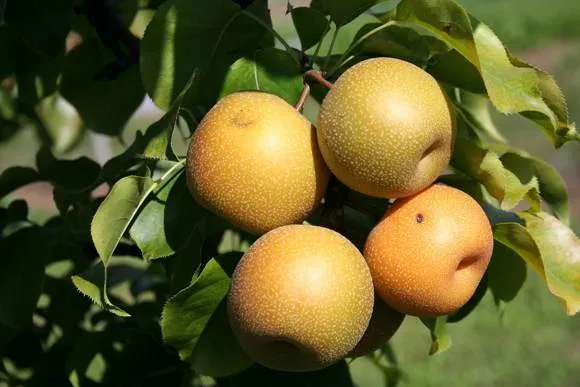 азиатская груша.jpg азиатская груша.jpg