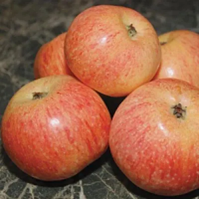 Яблоня КОНФЕТНОЕ в Речице