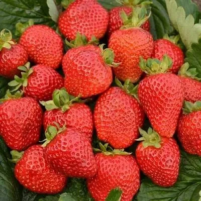 Клубника САН АНДРЕАС ремонтантная  Клубника САН АНДРЕАС ремонтантная в Речице