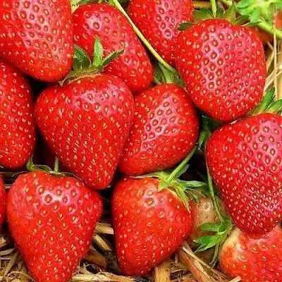 Клубника КВИКИ  Клубника КВИКИ в Речице