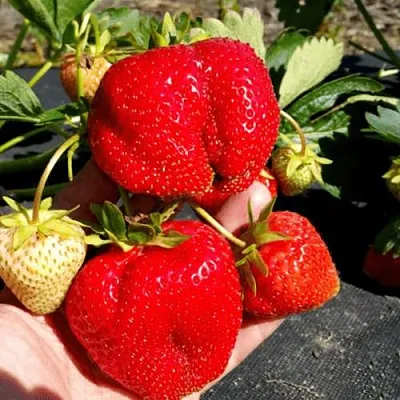 Клубника АПРИКА  Клубника АПРИКА в Речице