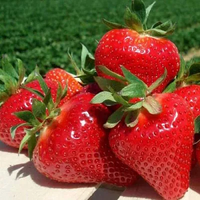 Клубника ДЖОЛИ  Клубника ДЖОЛИ в Речице