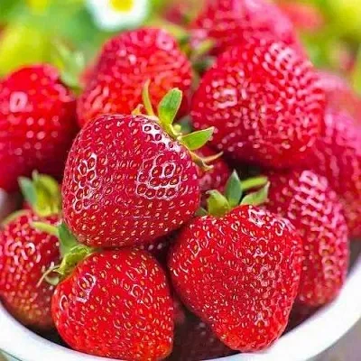 Клубника СИЛЬВИЯ  Клубника СИЛЬВИЯ в Речице