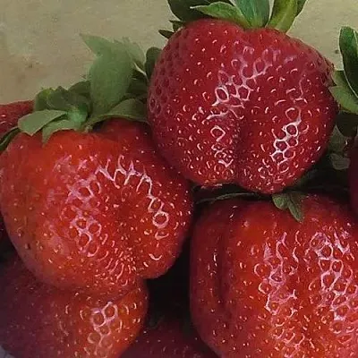 Клубника ДЕСТЕНИ  Клубника ДЕСТЕНИ в Речице