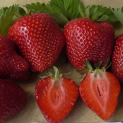 Клубника САНДРА  Клубника САНДРА в Речице