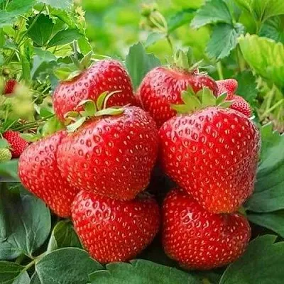 Клубника КИМБЕРЛИ  Клубника КИМБЕРЛИ в Речице