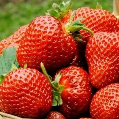 Клубника ФЛОРЕНС  Клубника ФЛОРЕНС в Речице